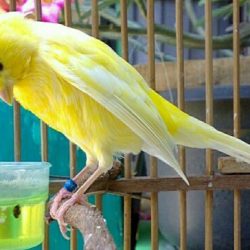 Minuman Buat Kenari Biar Cepat Gacor